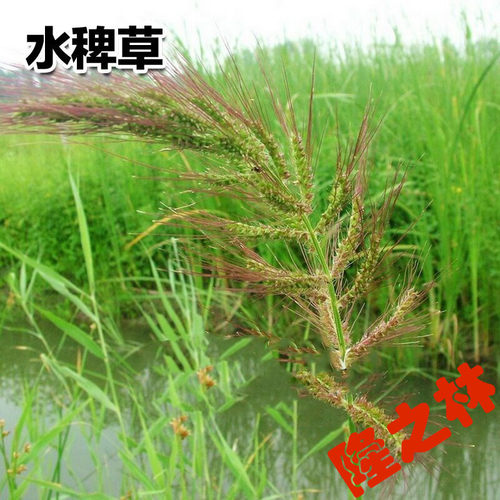 散装稗草种子 水稗子种子 稻田养喂鱼草种子 水稗草籽 水草种子 - 图1