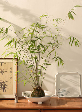 中式水墨风陶瓷花盆家用高脚客厅桌面摆件水培苔藓球蕨类绿植专用