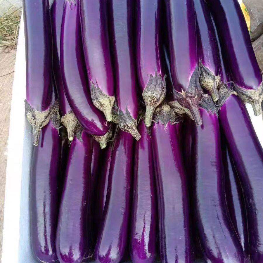 烧烤茄种子黑皮粗棒紫黑长茄种子烧烤茄子大田抗病高产茄子籽,淘宝优惠券,粉丝福利购,淘宝优惠卷