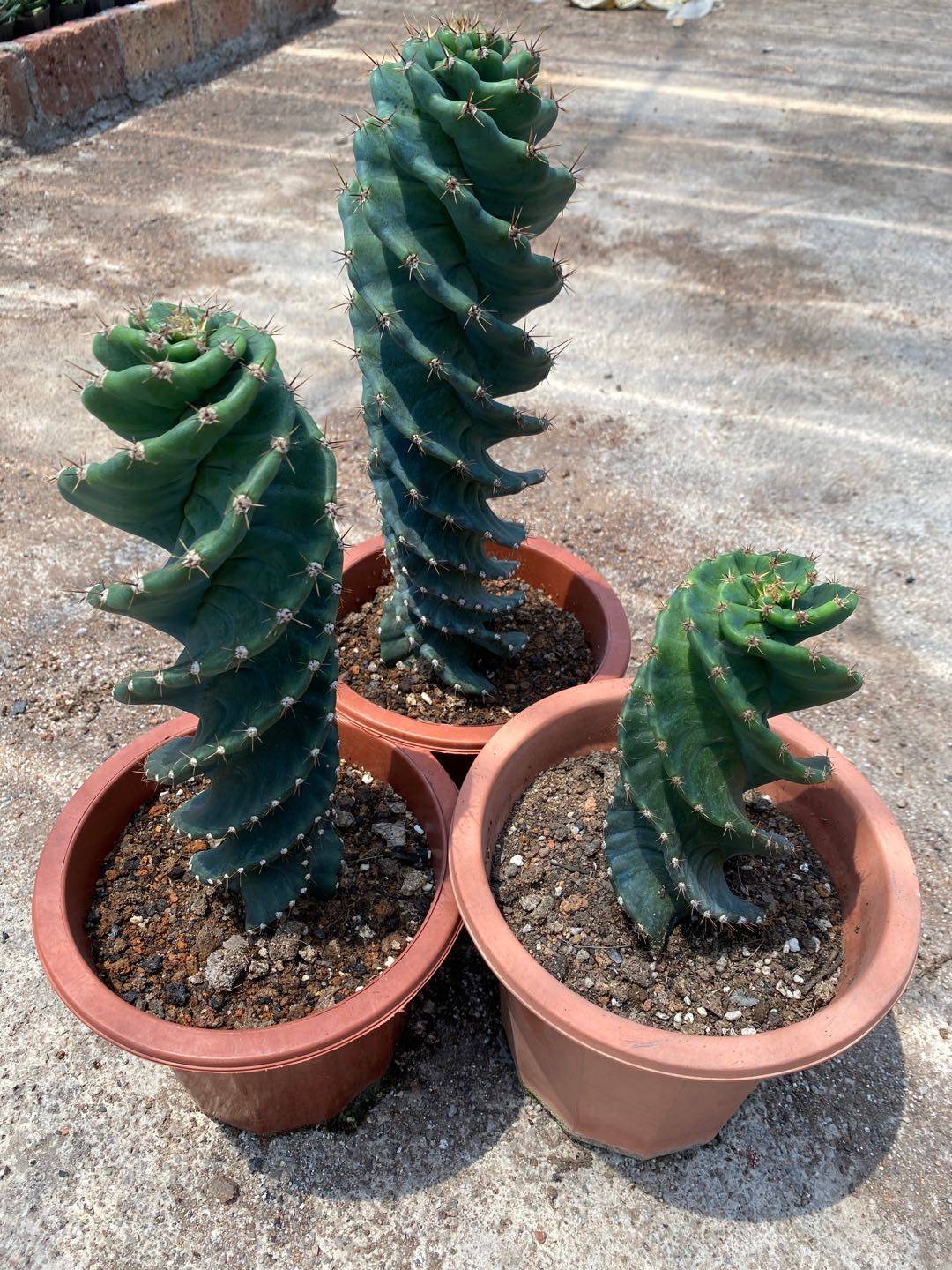 龙卷风螺旋柱仙人掌 龟甲瓣Tornado cactus龟甲龙卷风,淘宝优惠券,粉丝福利购,淘宝优惠卷