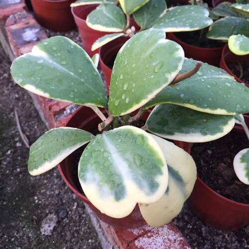 福龙多肉 心叶球兰锦 心型情人球兰 室内盆栽爬藤绿植多肉植物 - 图1
