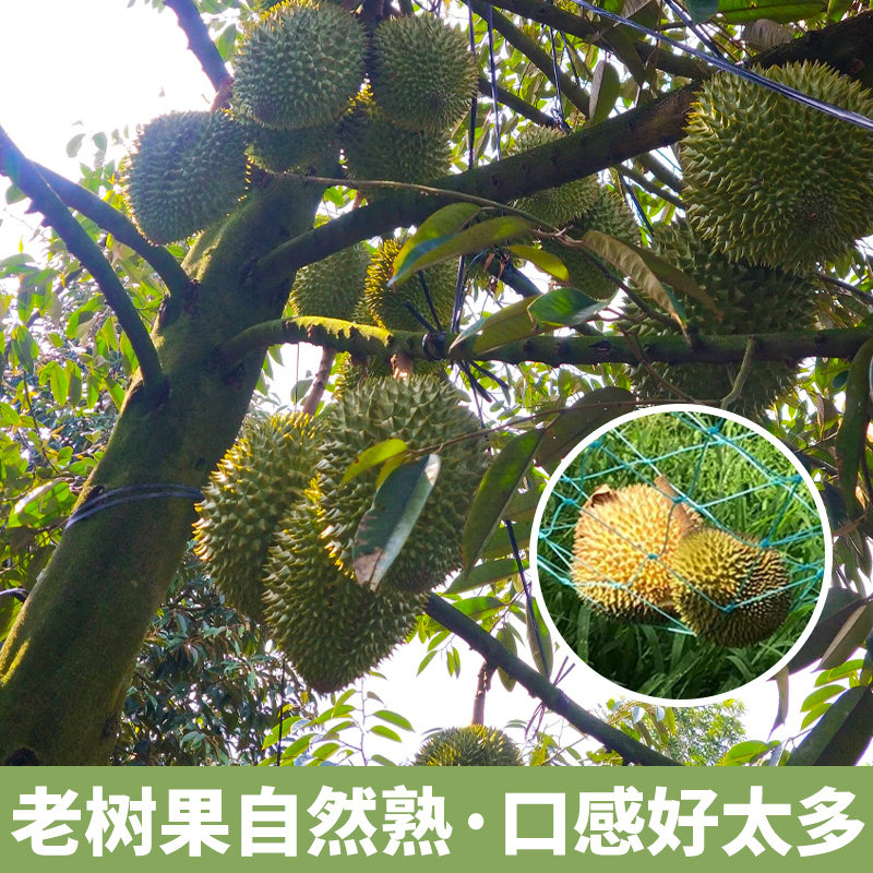  铂果榴莲