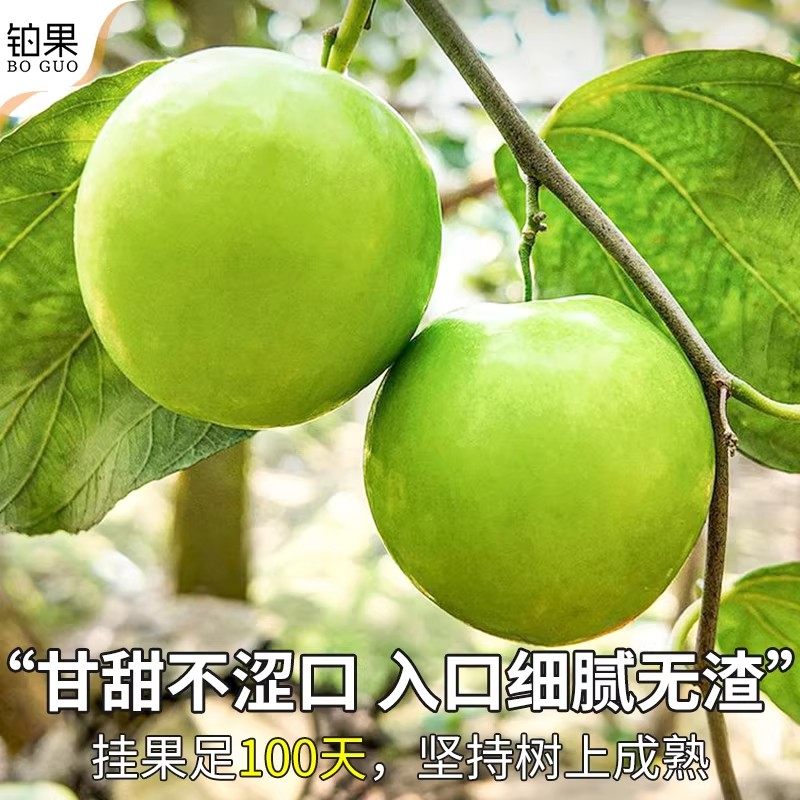 顺丰云南版纳苹果枣10斤青枣新鲜水果当季整箱礼盒包邮应季现摘脆,淘宝优惠券,粉丝福利购,淘宝优惠卷