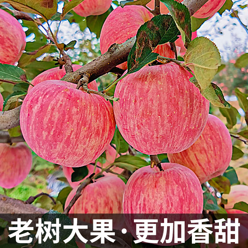 正宗陕西洛川新鲜9斤红富士整箱5 铂果苹果