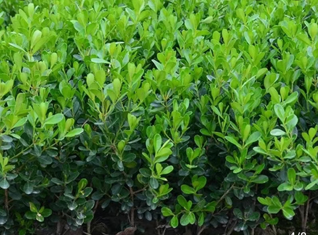 瓜子黄杨小苗四季常青栽观叶植物庭院室内室内植物盆栽办公室绿植 - 图3