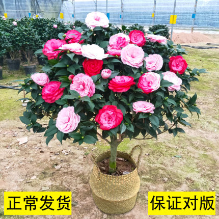 茶花盆栽白十八学士正宗花卉阳台室内客厅四季绿植苗庭院植物好养 - 图2