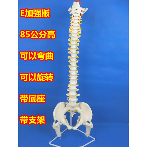 人体脊柱神经成人脊椎模型彩色正骨医用骨骼教学骨架仿真可拆椎骨 - 图0