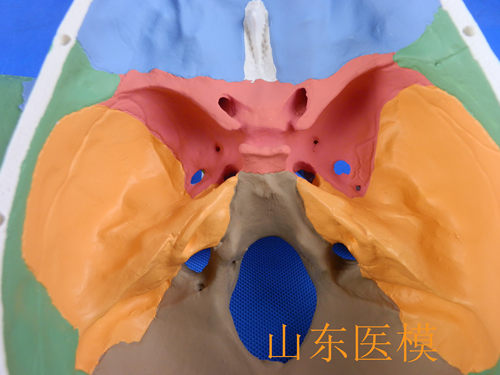头骨模型 骷髅模型 仿真人头骨模型 头颅骨标本模型 医学美术绘画 - 图1