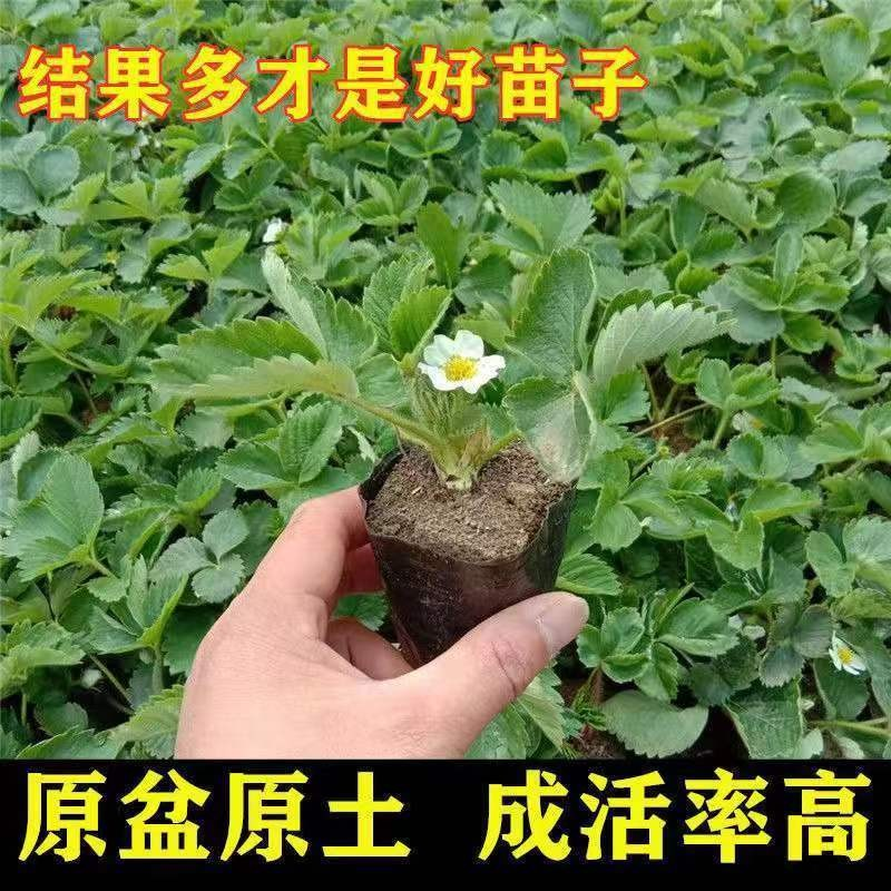 四季草莓苗盆栽奶油红颜草莓秧新苗带盆带土阳台庭院种植当年结果 - 图1