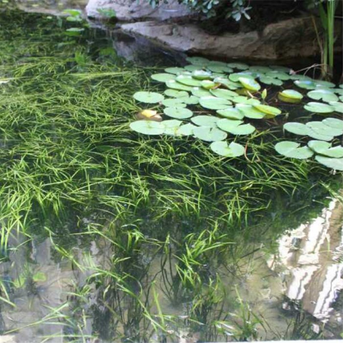 水生植物苦草苗四季鱼缸真水草净化水质池塘湖绿化虾蟹养殖苦草苗-图3