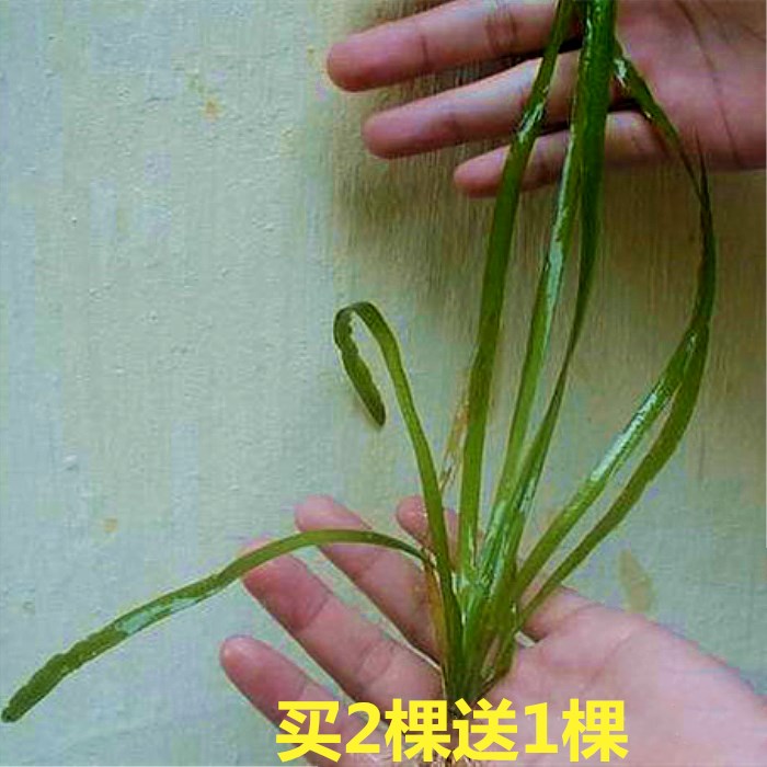 水生植物苦草苗四季鱼缸真水草净化水质池塘湖绿化虾蟹养殖苦草苗-图1