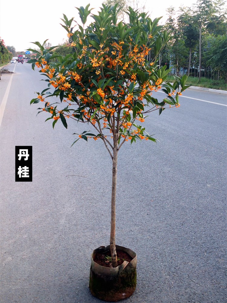 树苗大全金桂花树苗户外庭院绿植花卉植物室外花好养活四季绿化树-图0