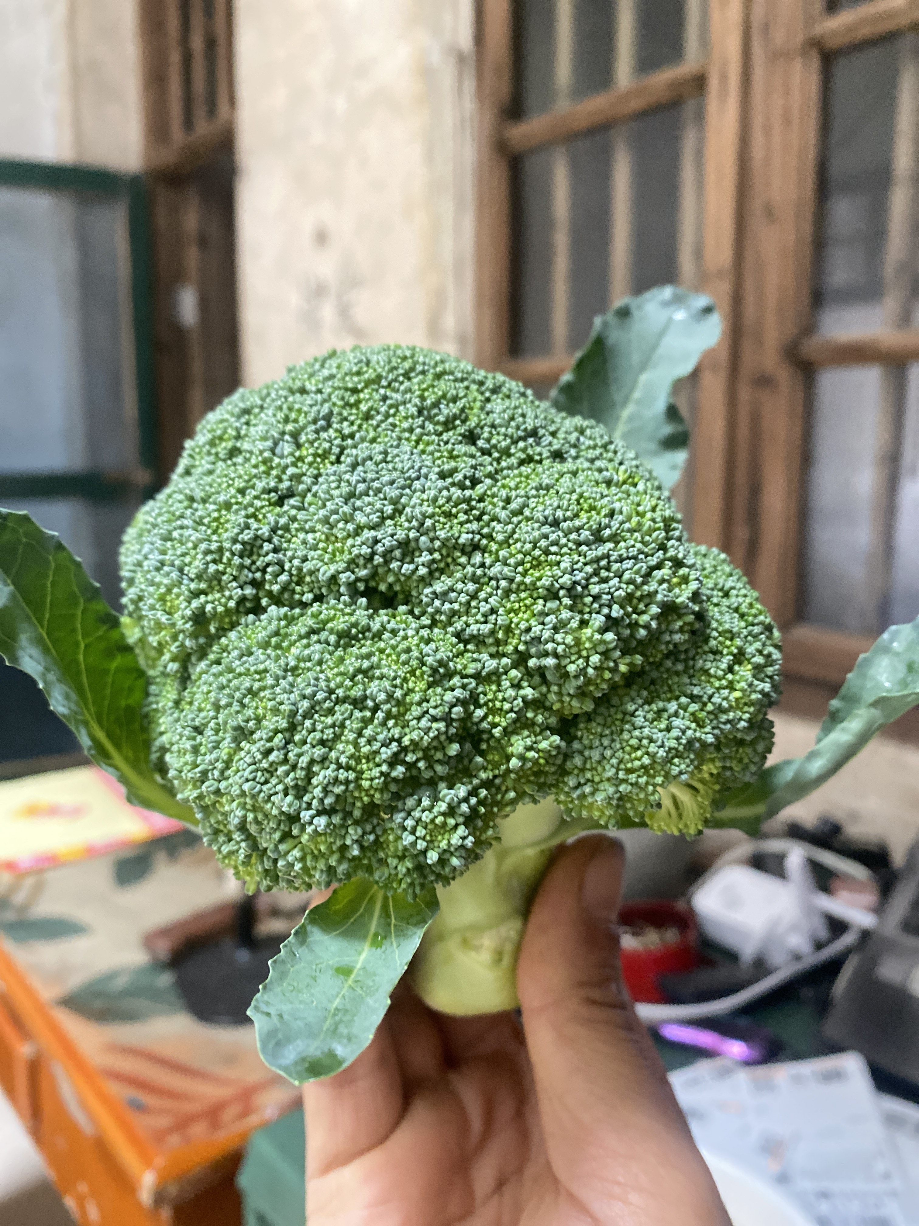 湖南衡阳本地农家自种新鲜西兰花西蓝花,淘宝优惠券,粉丝福利购,淘宝优惠卷