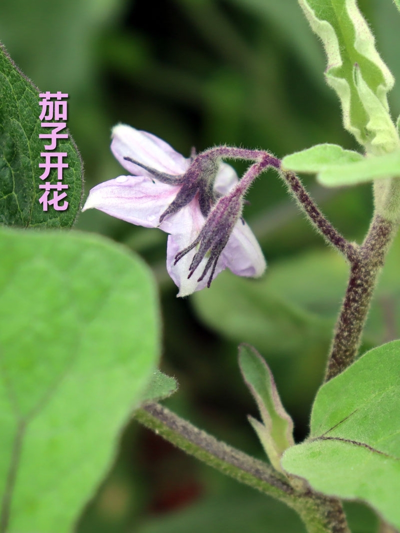 【主播推荐款】湖南衡阳本地长茄子农家自种露天新鲜蔬菜绿色食品