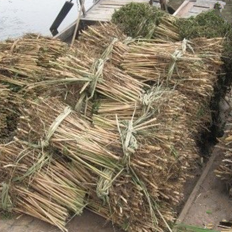 芦苇苗 根苗 水生植物 净化污水 水质 池塘绿化 岸边造景花卉新品 - 图3