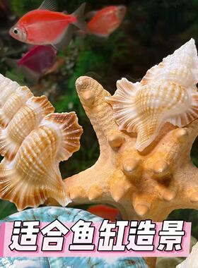 天然大号天使翼法螺海螺