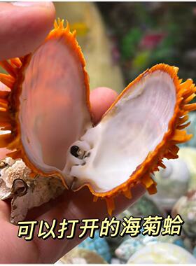 天然橙色海菊蛤扇形贝刺蛤