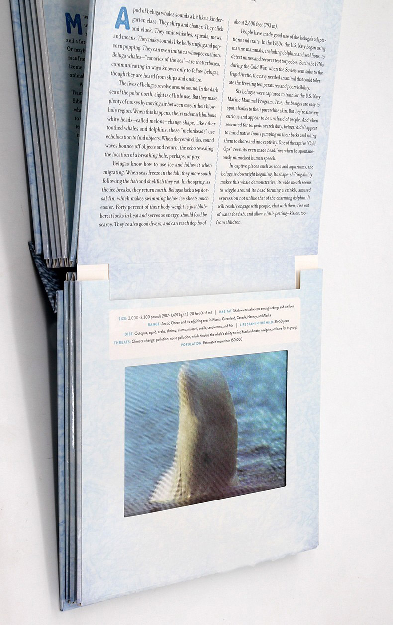 光与影视觉书系列极地 Polar 影像书 会动的3D图片书 A Photicular Book 英文原版绘本 纽约时报畅销书