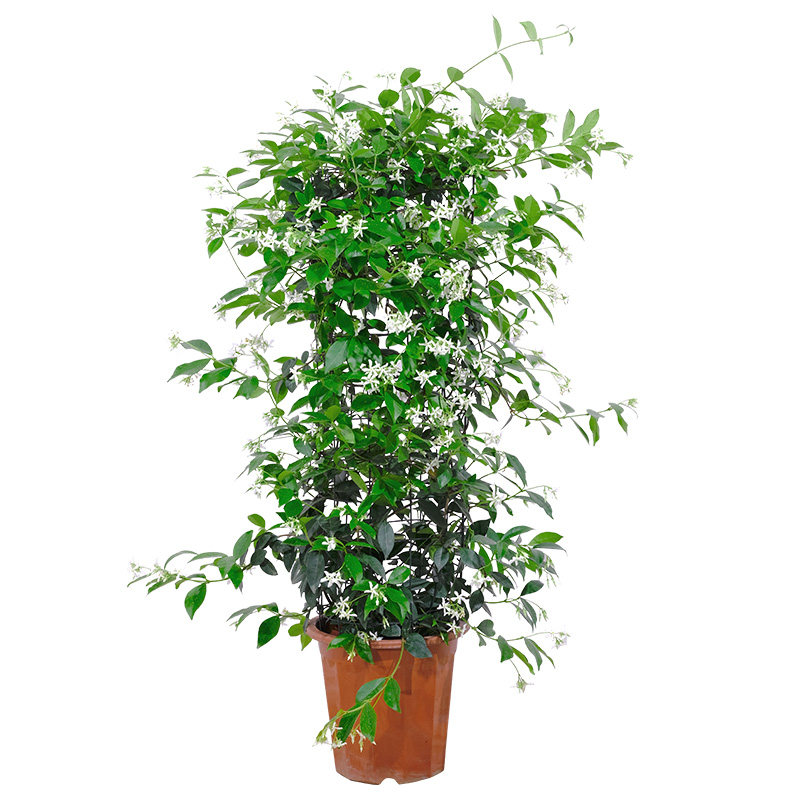 风车茉莉络石藤爬藤植物四季芳香全年常绿阳台庭院花卉绿植盆栽,淘宝优惠券,粉丝福利购,淘宝优惠卷