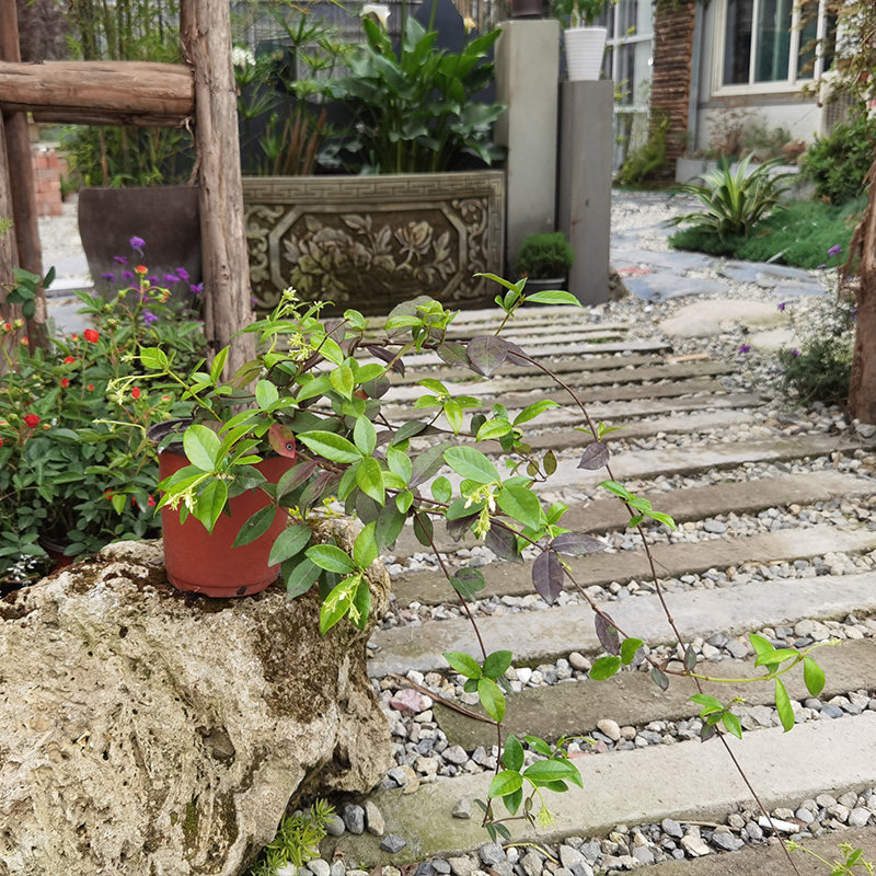 风车茉莉络石藤爬藤植物四季芳香全年常绿阳台庭院花卉绿植盆栽,淘宝优惠券,粉丝福利购,淘宝优惠卷