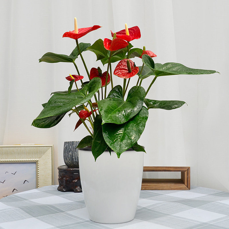 红掌成都金叶子植物桌面盆栽年宵搬家节日净化空气礼品花卉专车送,淘宝优惠券,粉丝福利购,淘宝优惠卷