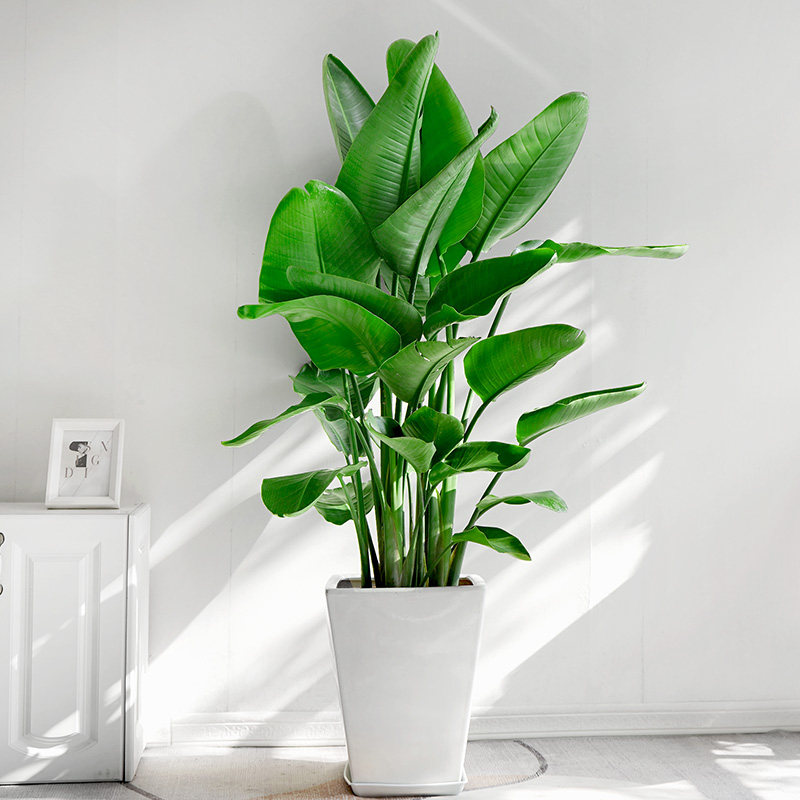 金叶子天堂鸟大型室内绿植盆栽客厅办公乔迁植物四季好养净化空气,淘宝优惠券,粉丝福利购,淘宝优惠卷