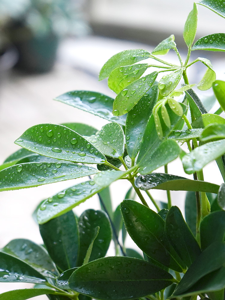 鸭脚木绿植盆栽室内阳台庭院净化空气除甲醛大盆栽耐寒植物花卉 - 图1