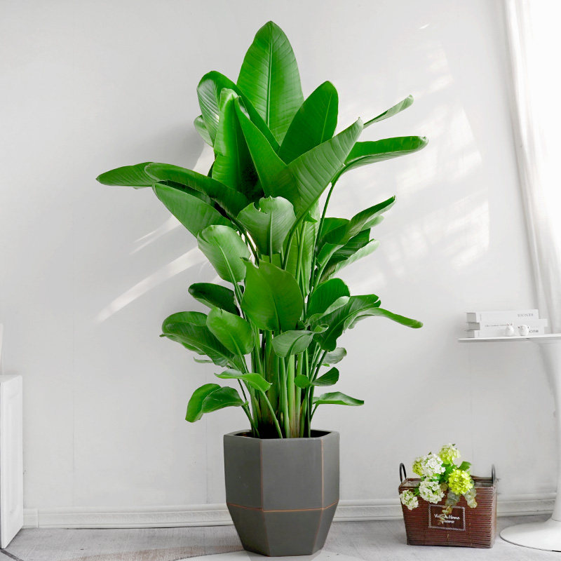 金叶子天堂鸟大型室内绿植盆栽客厅办公乔迁植物四季好养净化空气,淘宝优惠券,粉丝福利购,淘宝优惠卷