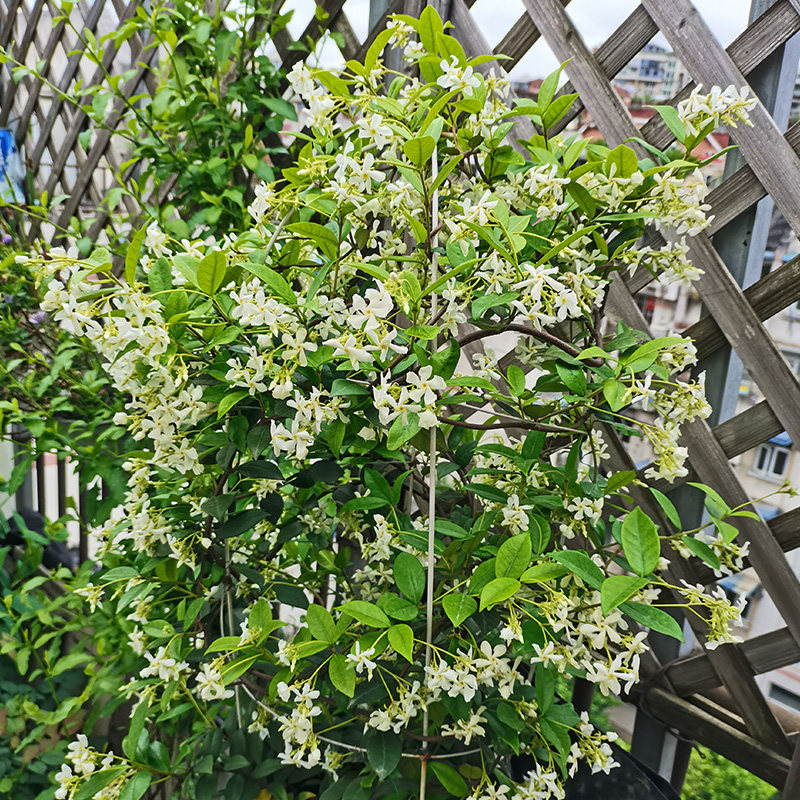 风车茉莉络石藤爬藤植物四季芳香全年常绿阳台庭院花卉绿植盆栽,淘宝优惠券,粉丝福利购,淘宝优惠卷