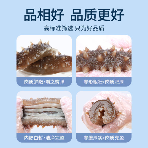 晓芹冷冻即食海参4斤大连海参2000g44-56只海参 大连海参500g特价 - 图1