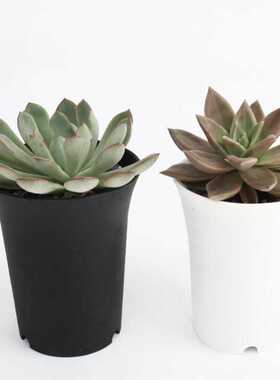 Brief Black White Flower Pot Plastic Succulent Plant Pot Thi