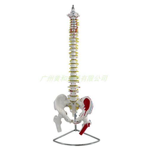 45cm正骨彩色椎体人体脊柱模型人体骨骼模型脊椎成人带胸椎骨盆 - 图3