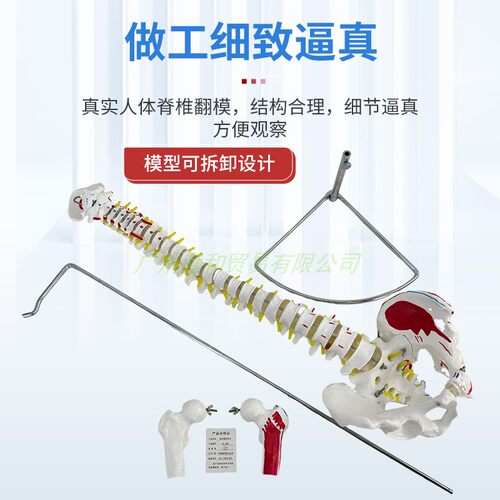 45cm正骨彩色椎体人体脊柱模型人体骨骼模型脊椎成人带胸椎骨盆 - 图0