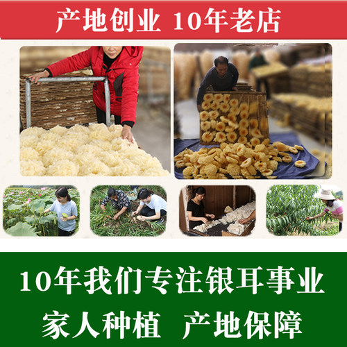 500g福建古田易出胶有机银耳干货无硫孕妇雪耳糯莲子羹非特级野生 - 图2