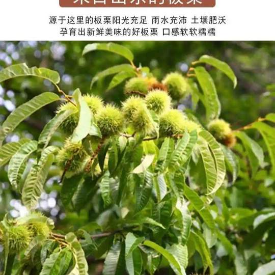 即食板栗栗子甘栗仁板栗礼盒装包邮批发熟制坚果零食仁油古树板栗