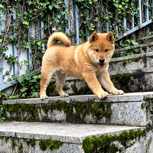 黄狗幼犬忠诚狗赶山犬家狗大型犬广西土猎犬正宗看看门狗短毛活物 - 图1