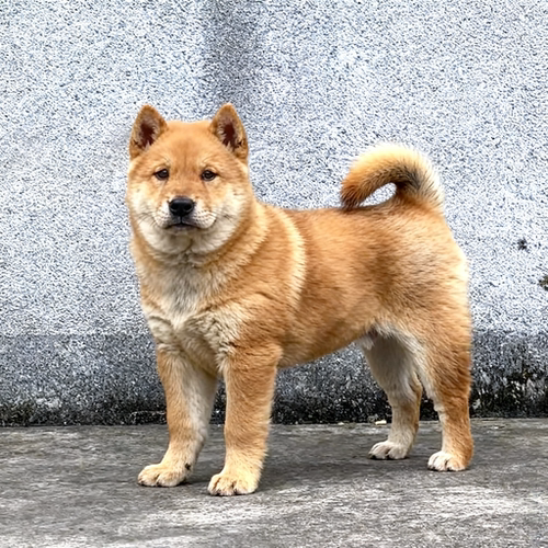 黄狗幼犬忠诚狗赶山犬家狗大型犬广西土猎犬正宗看看门狗短毛活物 - 图3