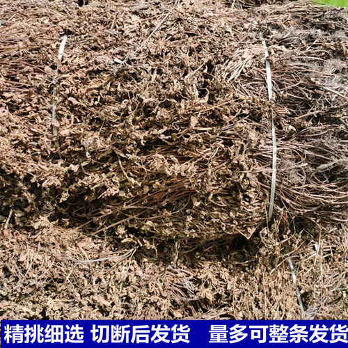仙草干仙草冻黑凉粉草粿草正宗仙人草烧仙草 新鲜草干 - 图2
