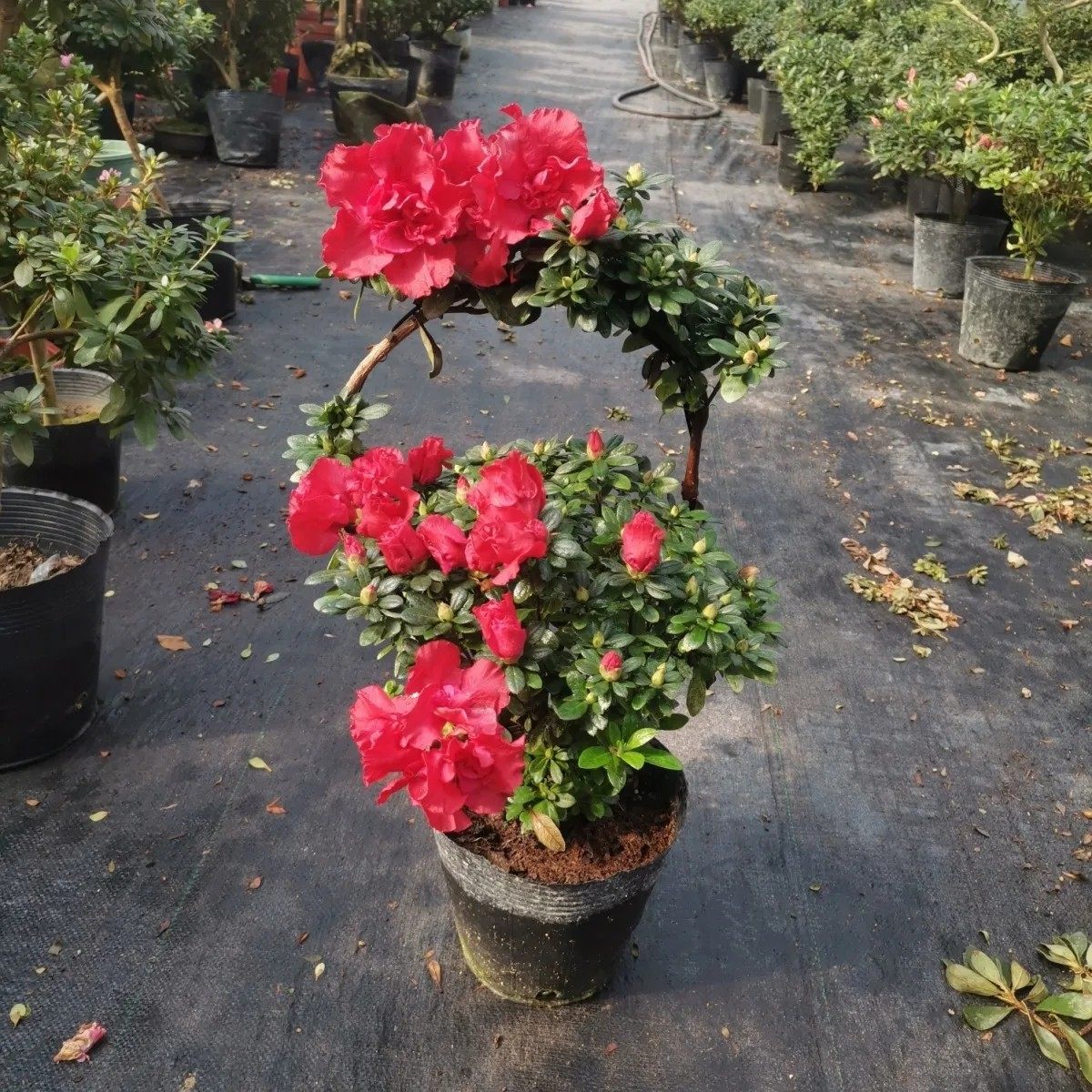 花篮造型杜鹃花比利时西洋鹃红色杨梅红盆景一树成型绿植盆栽,淘宝优惠券,粉丝福利购,淘宝优惠卷