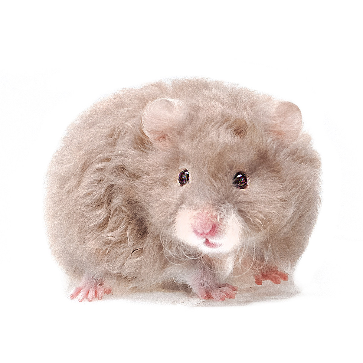 卷毛金丝熊家养温顺长毛鸽灰金丝鼠活物包活好养不臭小宠物仓鼠,淘宝优惠券,粉丝福利购,淘宝优惠卷