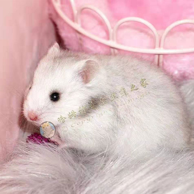 长毛金丝熊家养温顺纯银金丝鼠银狐健康活物包活好养活物宠物仓鼠,淘宝优惠券,粉丝福利购,淘宝优惠卷