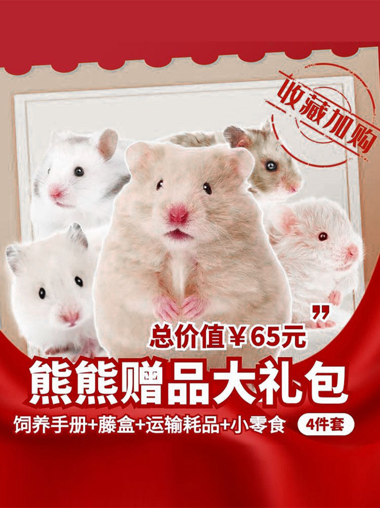 卷毛金丝熊家养温顺长毛鸽灰金丝鼠活物包活好养不臭小宠物仓鼠,淘宝优惠券,粉丝福利购,淘宝优惠卷