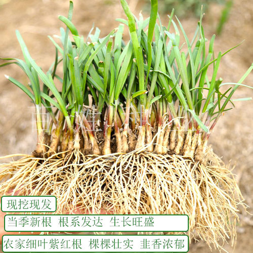 现挖小叶韭菜根红根苗紫根细叶宽叶香韭菜种子阳台盆栽四季籽种孑 - 图0