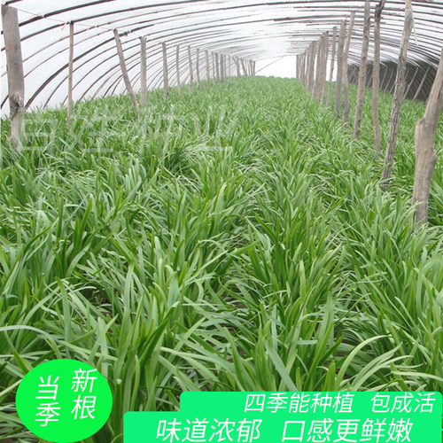 现挖小叶韭菜根红根苗紫根细叶宽叶香韭菜种子阳台盆栽四季籽种孑 - 图2