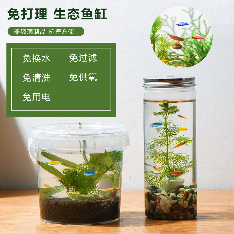 生态瓶DIY小鱼手提塑料微景观淡水冷水观赏鱼虾真水草活体学校-图0