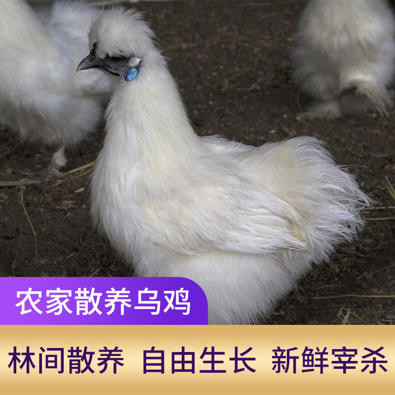 发3只白凤乌鸡乌骨鸡农家散养土鸡新鲜鸡肉整鸡净重约700g/只_虎窝淘