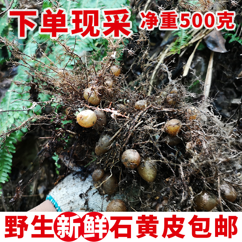 石黄皮广西纯野生马骝卵新鲜现摘凤凰蛋肾蕨化狗儿蜈蚣草500g包邮-图1