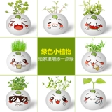 Комнатные посадки, выращенные вручную небольшие семена растений в горшках, гидропоника, студенческие призы, подарки для детского сада