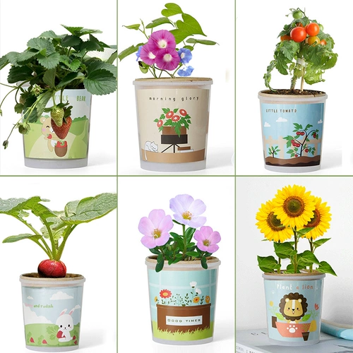 Комнатные посадки, выращенные вручную небольшие семена растений в горшках, гидропоника, студенческие призы, подарки для детского сада