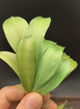 工艺材料diy材料包花母亲节非遗体验橘红色中飘鹅毛仿点翠羽上浆